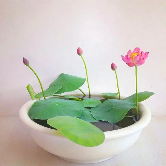 
High Quality Cheap Bonsai Flower Water Lily Lotus Flower Seeds send gift flower bonsai seeds bulbs 