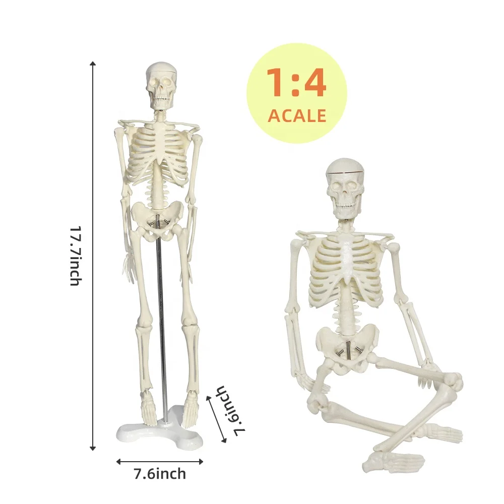 Human Skeleton Model 45cm FORESTEDU Mini Skeleton Anatomical Model PVC Medical Science Teaching Resources