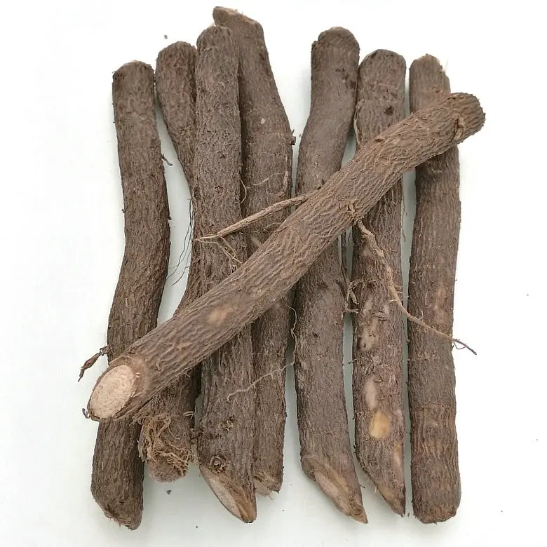 
new fresh super resistant fast grow paulownia cut hybrid root for growing 