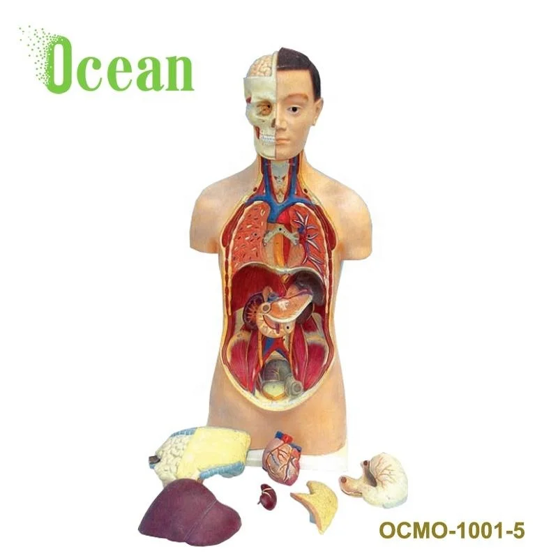 Hot sale anatomical models human torso 85cm unisex