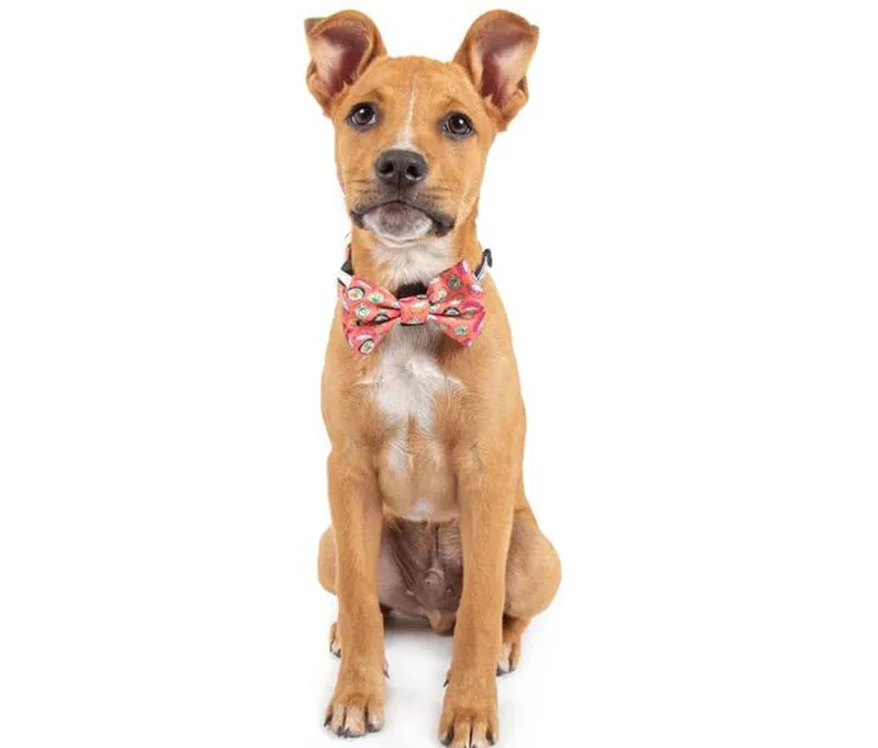 Ошейник для дрессировки собак, мягкий пластиковый ошейник с пряжкой