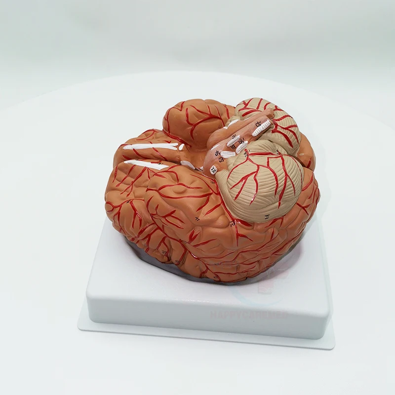 HC-S246 Human brain model anatomy Cerebral artery model head with cerebral artery model