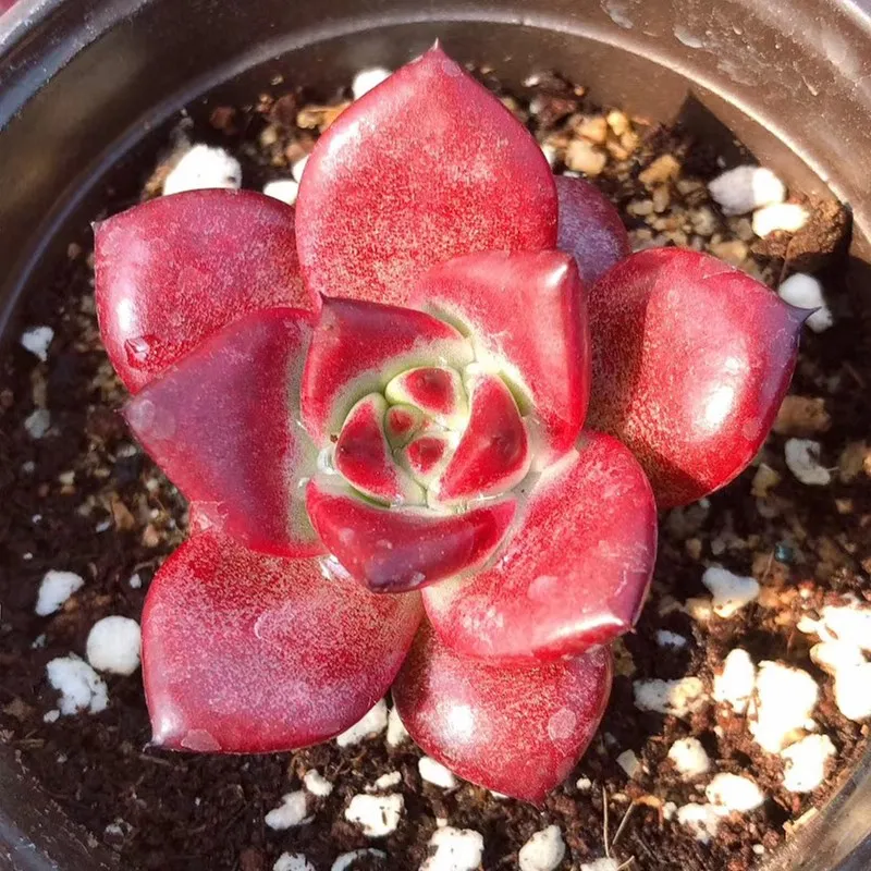  Живые суккуленты 1 97 дюймов Echeveria agavoides v Romeo Rubin натуральное растение оптовая продажа для детского