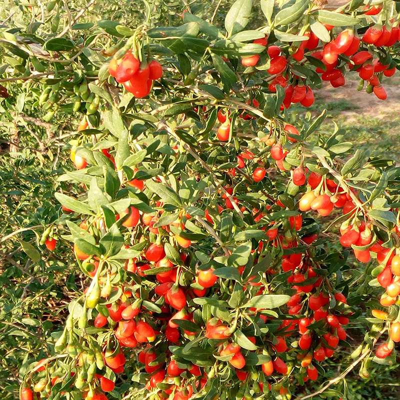 Wholesale Ningxia  red wolfberry black wolfberry bulk new goods large grain wolfberry large quantity favorably