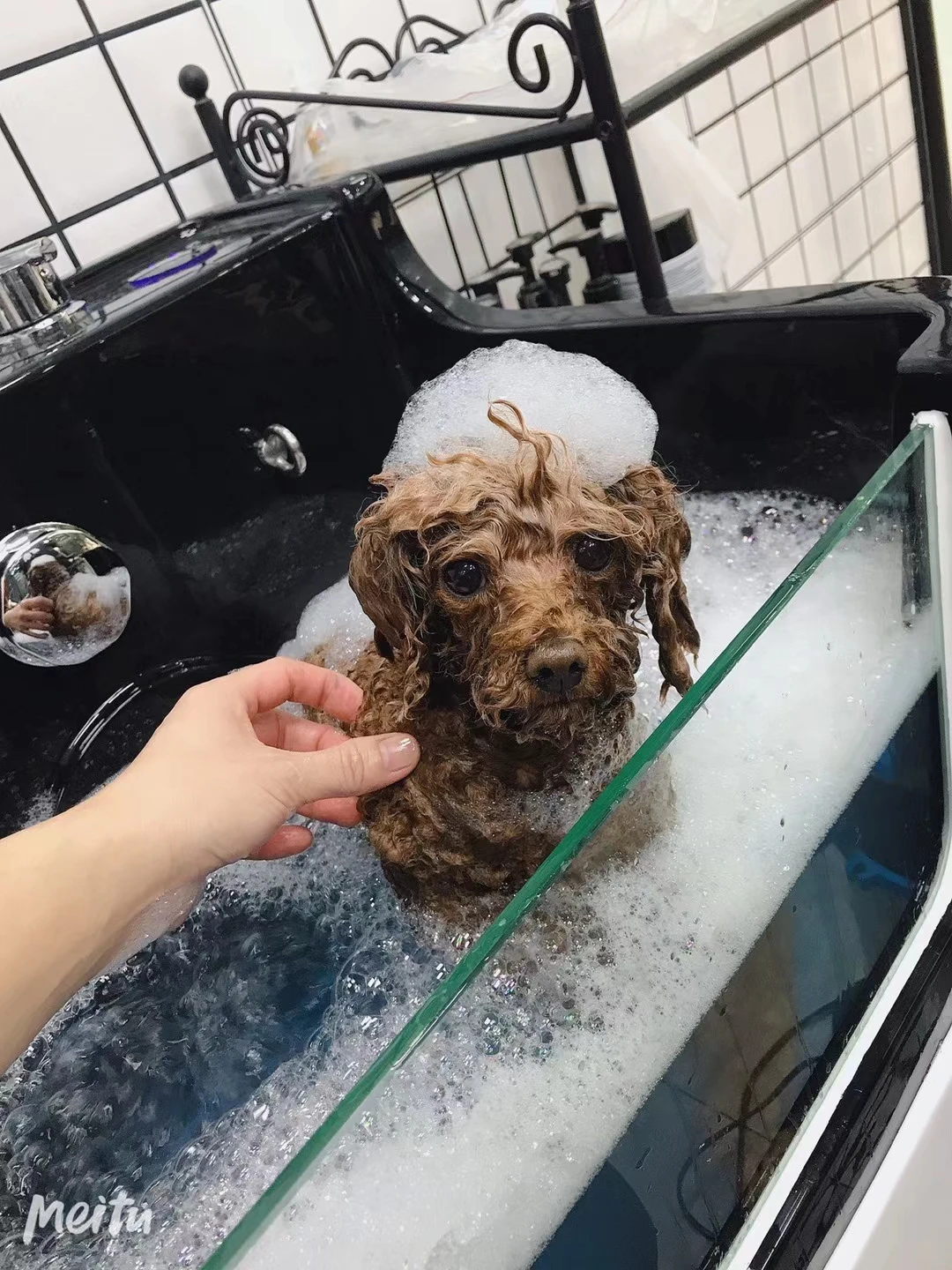 MT MEDICAL Factory Low Price Wholesale Electric Lifting Pet Cleaning and Grooming Products of Cat Dog Bathtub