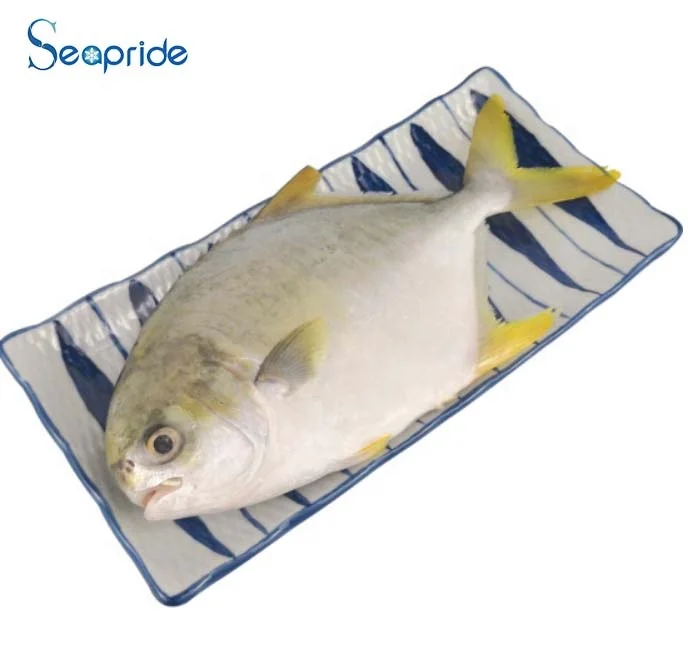 frozen fish golden pompano whole iqf wholesale fish