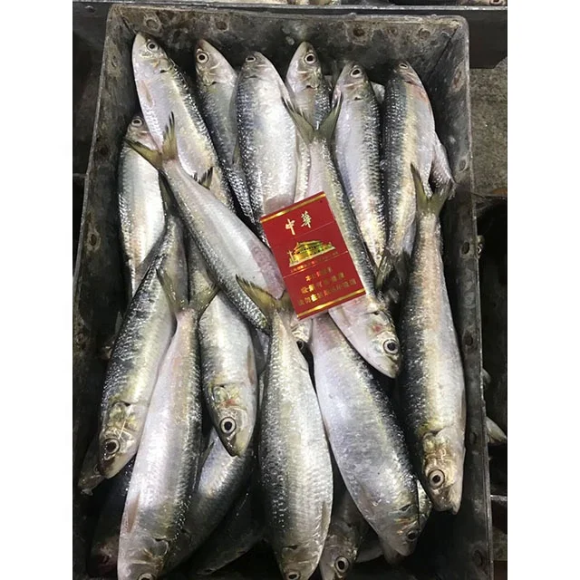 
High Quality Fish Small Size Frozen Canning Tuna Sardine Morocco <span style=