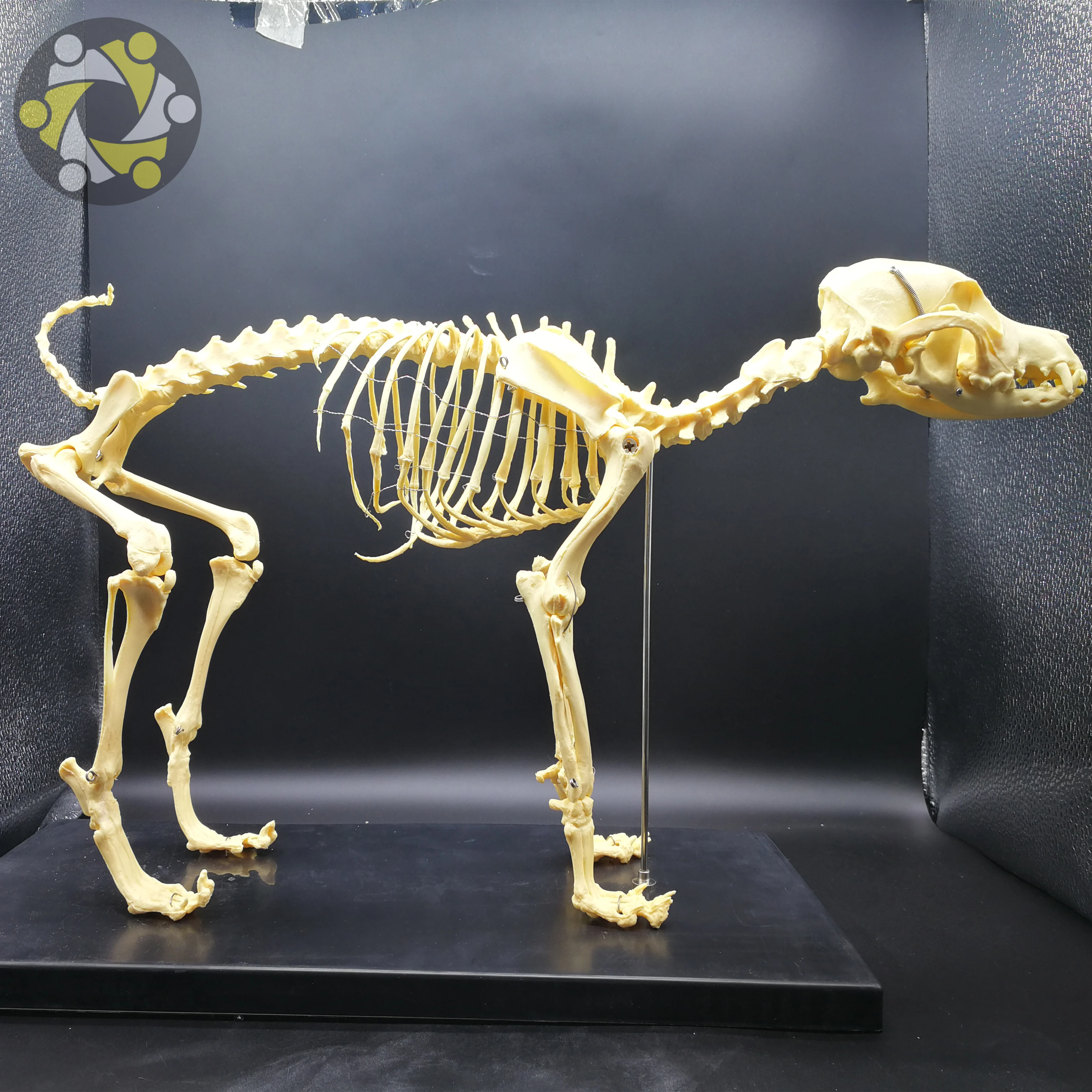 Medical Science Animal Canine Dog Skeleton Model for Medical Education