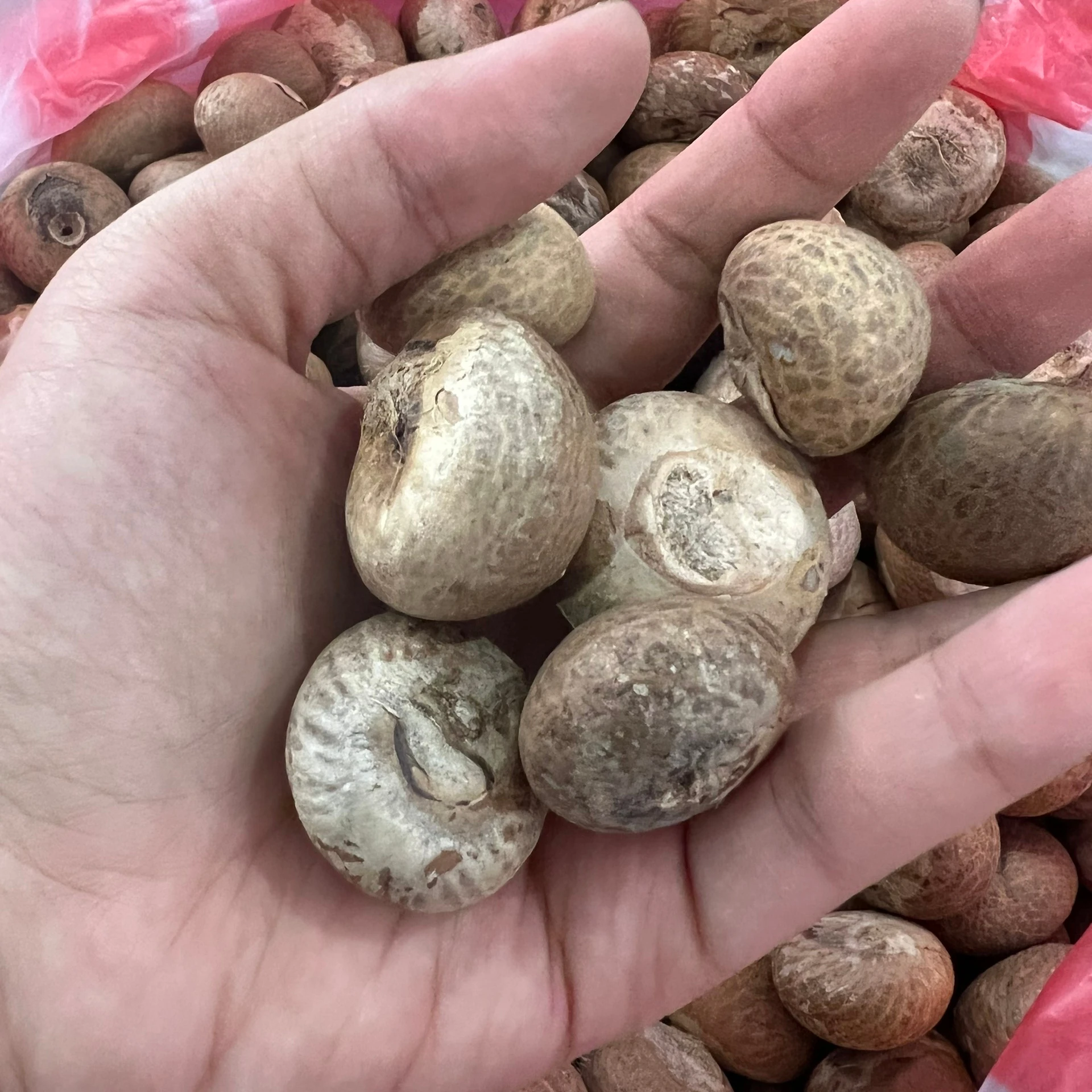 ***BEST CHOICE*** Natural Dried Betel Nut From Vietnam 2022 With High Quality And Good Prices
