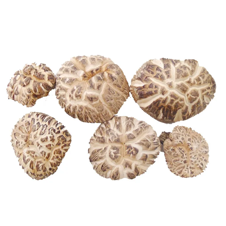 
Japan Raw Brown Shiitake gourmet shelf life wholesale dried mushrooms 