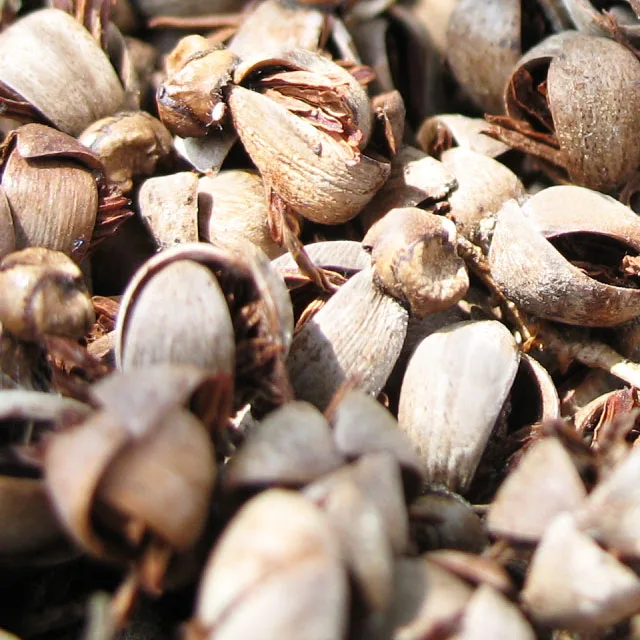 
Palm Kernel Shell from Agricultural Waste with Competitive Price 