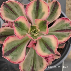 ON019  Aeonium Red Fuji Variegated Wholesale Customized Mini Artificial Succulent plants Pots For out door echeveria