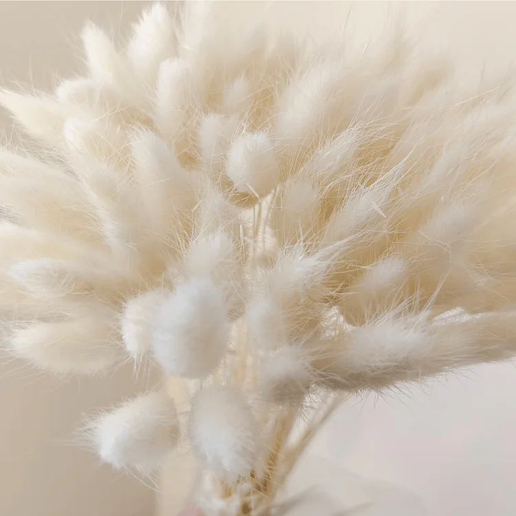 One bundle of 55 branches  Dried bunny tails Home decoration  Dried flower bouquet  Dried Lagurus Ovatus  plants flower