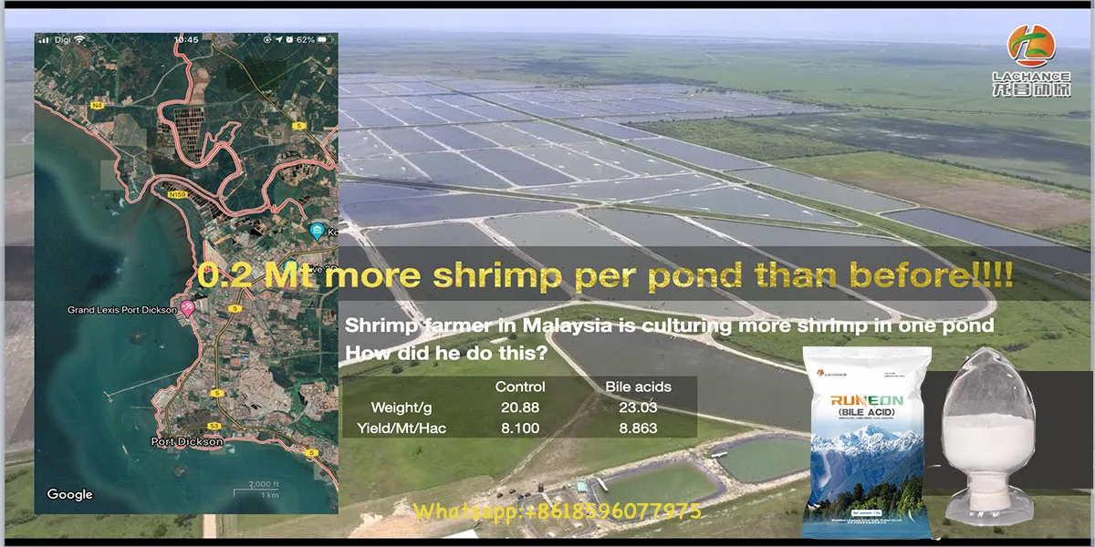 shrimp production .jpg