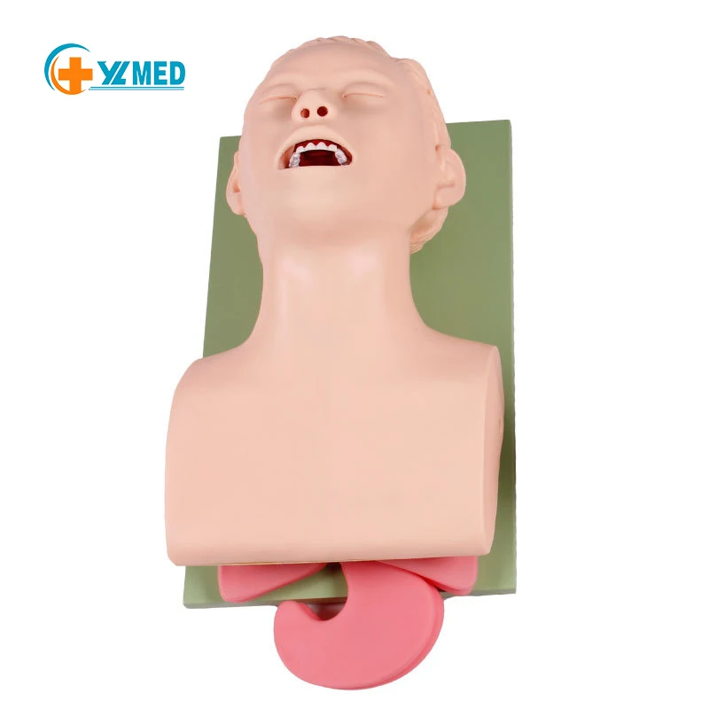 The anatomical model was used to train the tracheal intubation model in the tracheal intubation training simulator laboratory