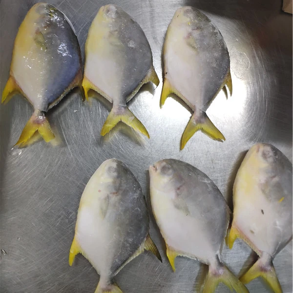 
 Замороженные рыбы Золотой помад 500/600 10% глазирование  