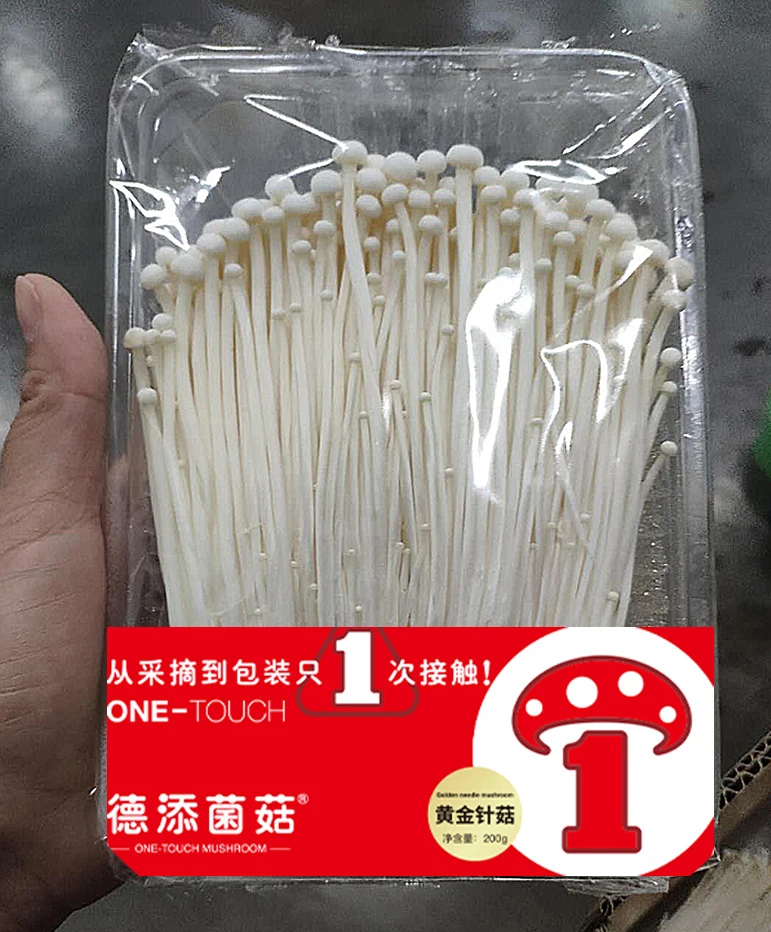 Detan Export  Cultivated Fresh Enoki Mushroom