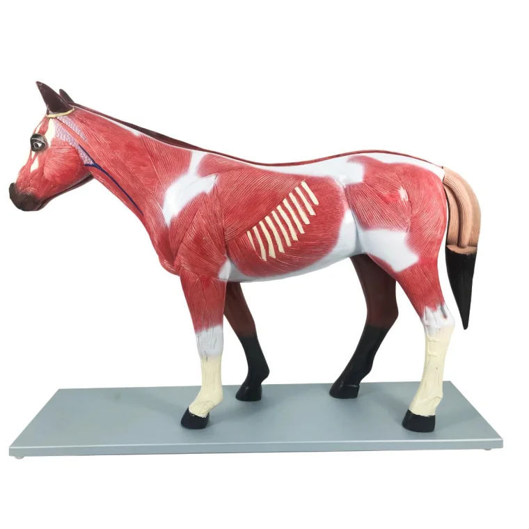 B030  horse anatomy model