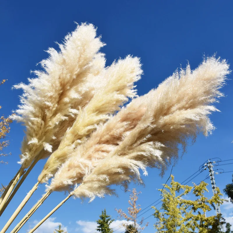 Hot Selling Boho Reed Dried Small Large Tall Artificial Natural Pampas Grass For Wedding Flower Arrangements Home Decor