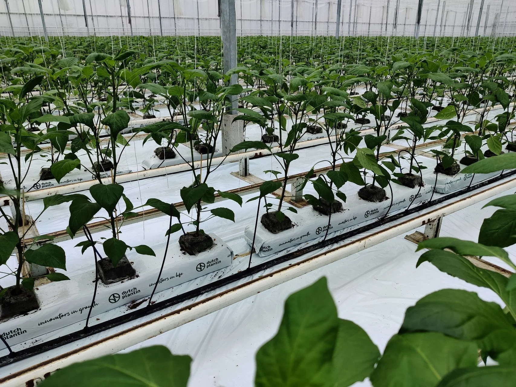 Polycarbonate gutter connected  tomato greenhouse philippines