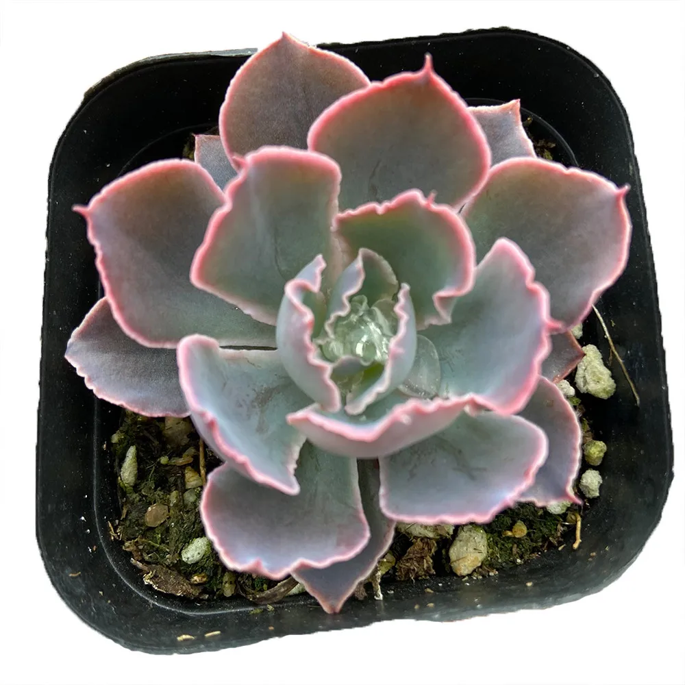 
China Supplier Wholesale About7cm Purple Pink Living Plants Natural Succulent Plants for Indoor Outdoor Bonsai Plants 