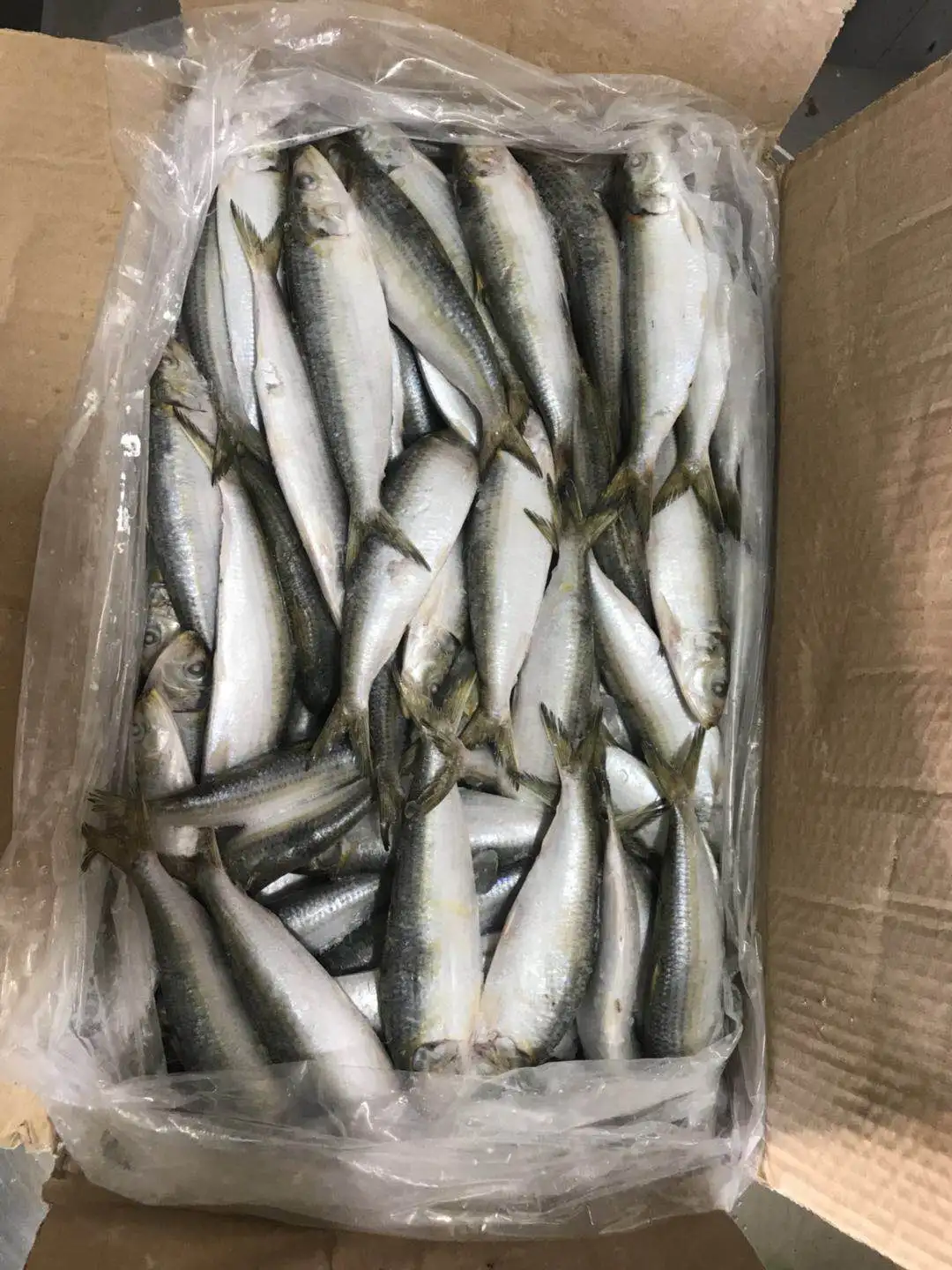 wholesale Sea Fish Fresh Frozen Sardine for bait