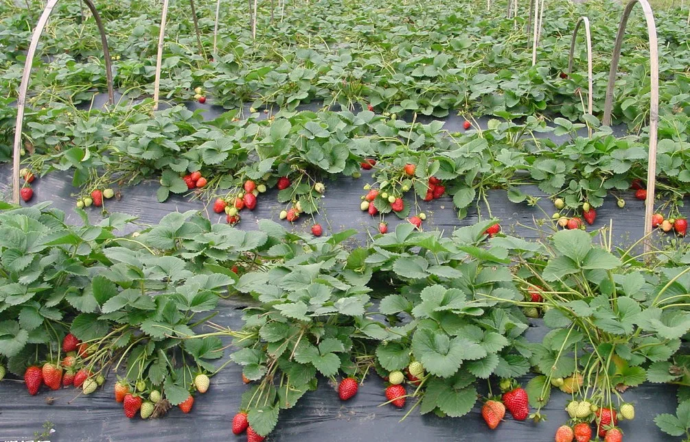 Цена по прейскуранту завода-изготовителя регулятор роста растений CPPU KT-30 Forchlorfenuron 99% TC