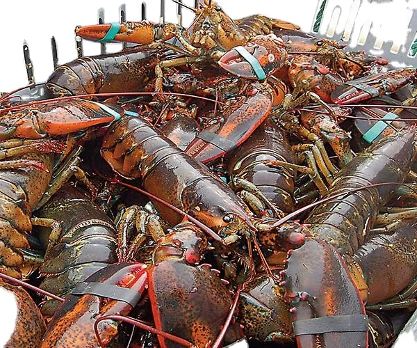 Frozen Lobster / Frozen Lobster Tail / Fresh Live