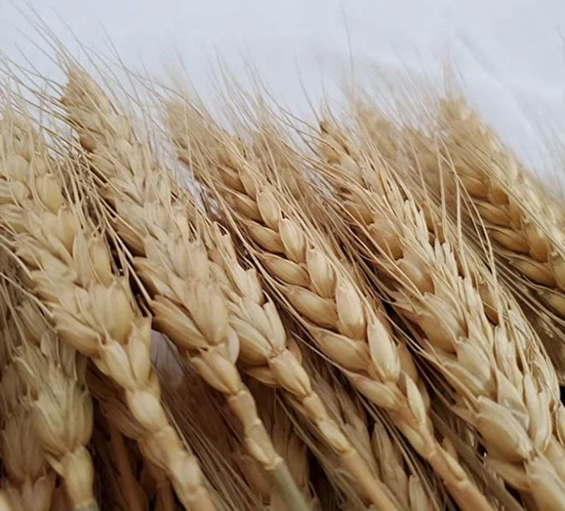 Dried Flowers Natural Wheat Straw Colorful Simulation Flower For Home Dining Art Wedding