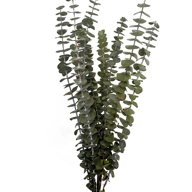 Wholesale decorative flowers Preserved  Dried flower  Everlasting Plants dried eucalyptus leaves Preserved Eucalyptus leaves