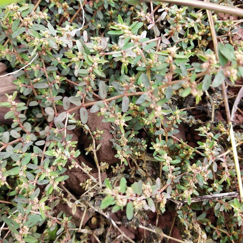 New Euphorbia maculata dried HERBA EUPHORBIAE HUMIFUSAE for herb