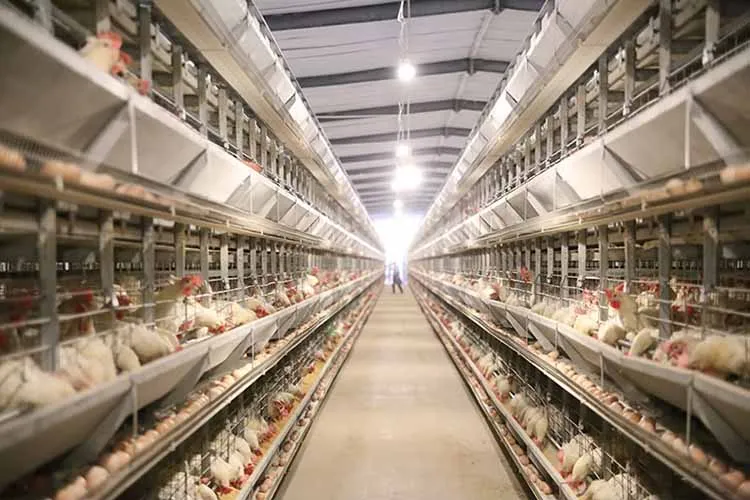 Industrial Fully Automated H Type 4 Tiers Hen Poultry Farming Battery Layer Automatic Chicken Cage For 10000 Birds