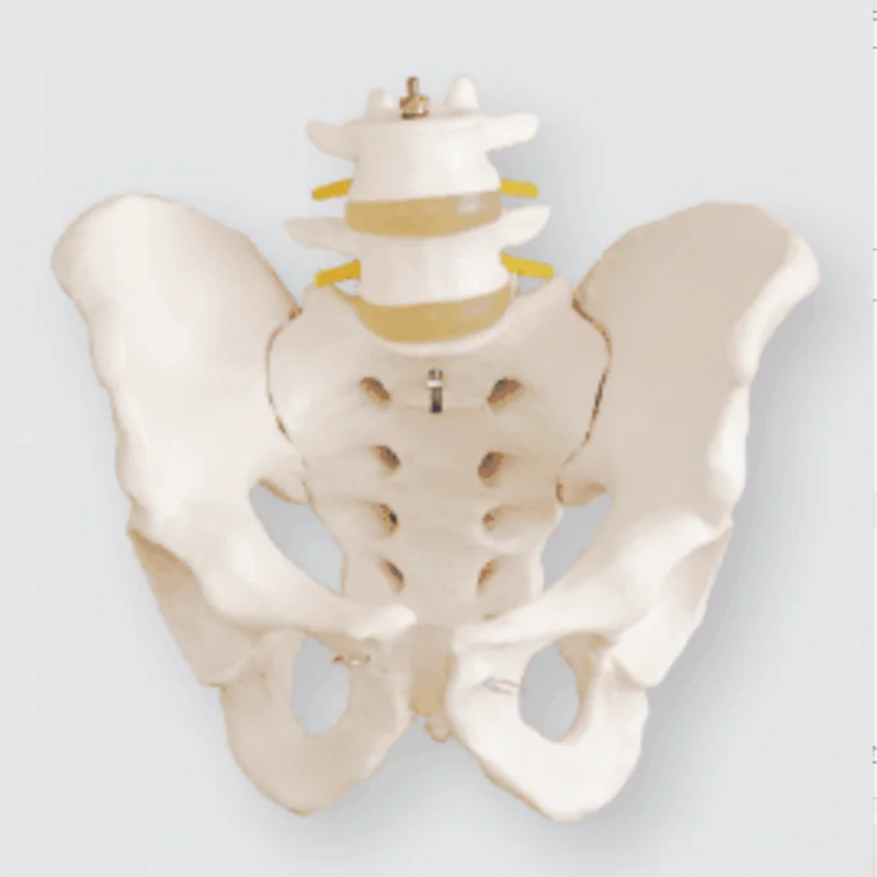 Human Teaching Anatomical human   LIFE-SIZE PELVIS skeleton medical model  with 2pcs Lumbar Vertebrae