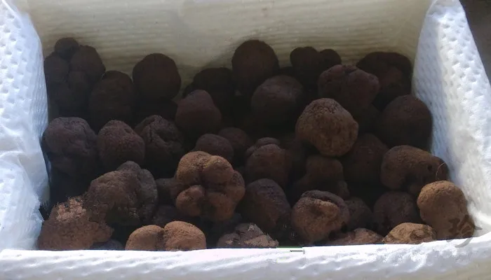 Лучшие продажи, черные трюфели из Китая, Юньнань, трюфель лучшего качества