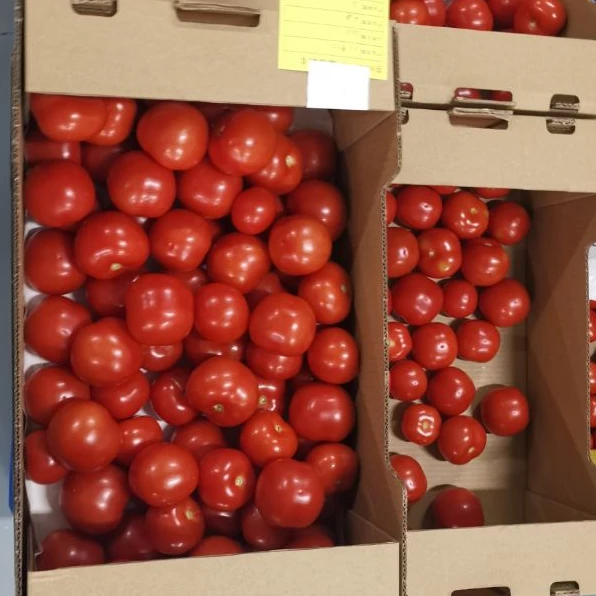 Fresh red tomato to HK and Russia