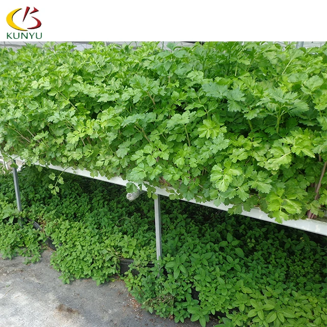 Manufacturer supply 120*80mm NFT Greenhouse Complete Hydroponic Growing  System for Melon and Fruit