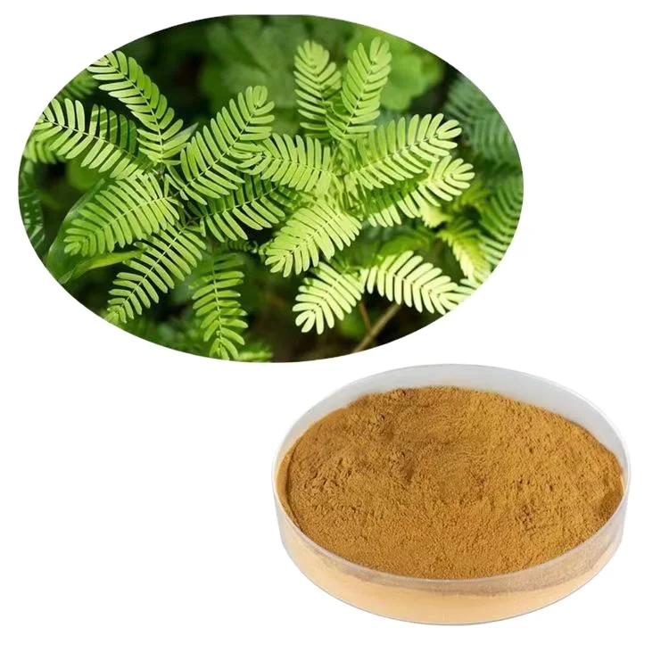 Factory supply organic Mimosa Pudica root Extract Powder