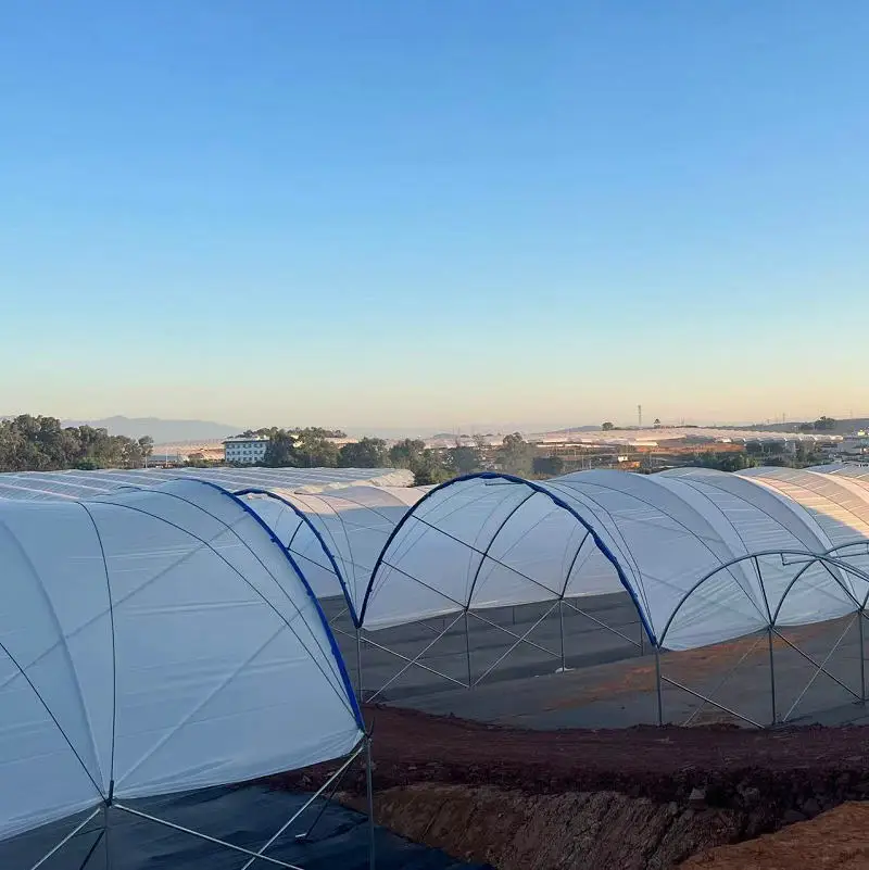 multi span plastic film greenhouse equipment growing strawberry berry fruits