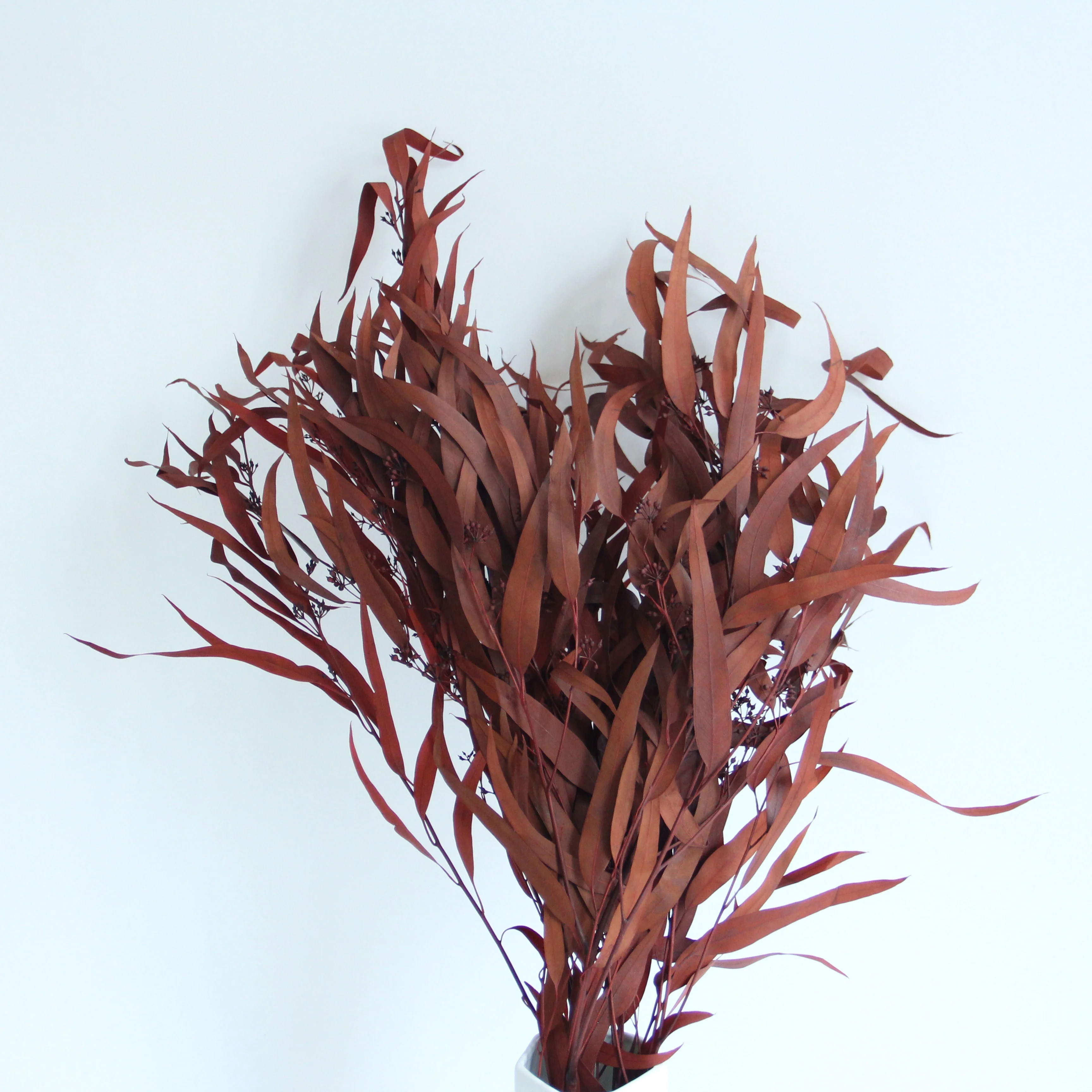 Small Preserved Long Stem Dried Flowers Eucalyptus Leaves Fruit Millet Fruit Fine Leaf For Home Party Festival Decoration