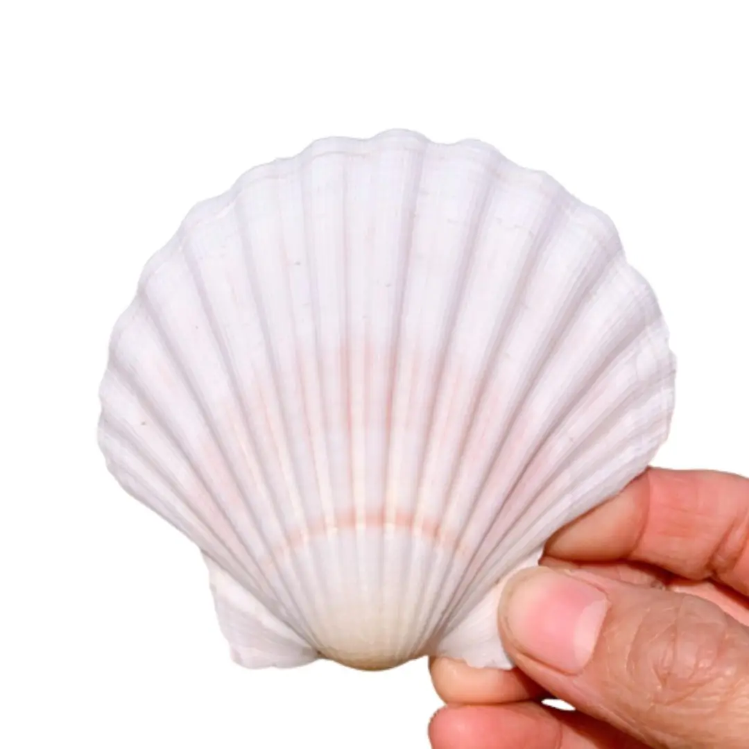 2023 Hot Export Seashell Animal Feed for Fish and Pigs Competitive Price with High Standard Good Choice