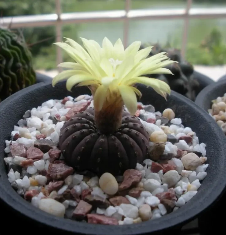 
Woody plants live cactus Frailea asterioides indoor home gardening bonsai plants 