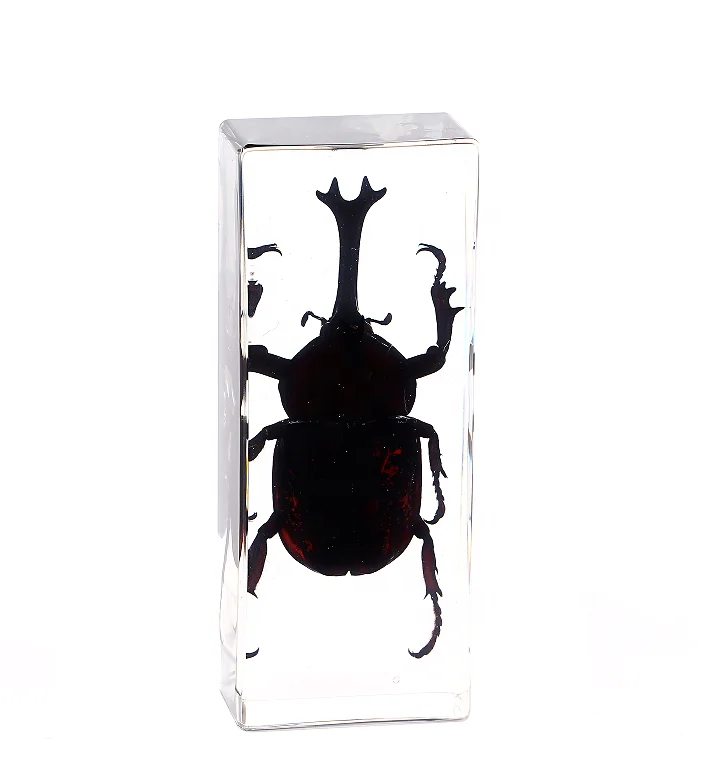 Transparent Amber Insect Specimen in Resin Teaching Resource Spider & Scorpion Epoxy Insect Gift Idea