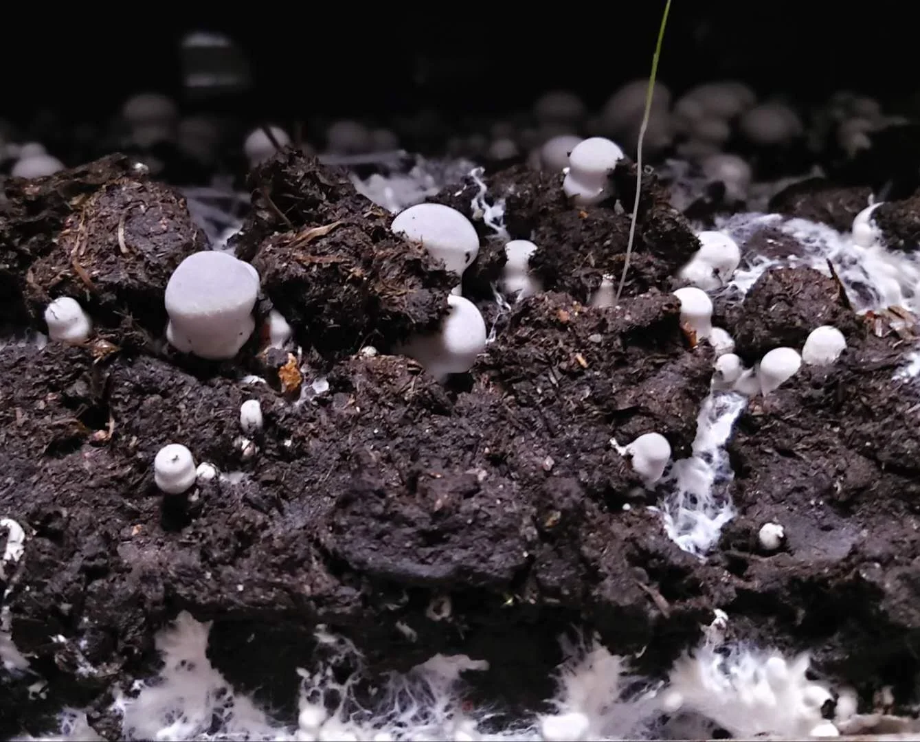 
hot sale white button mushroom spawn chinese mushroom spawn bag 