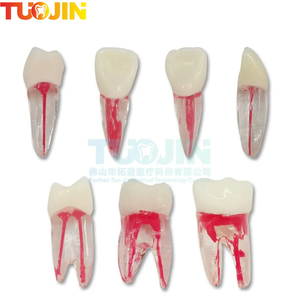 Dental Endo Tooth Root Models Rotary Files RCT Endodontics Practice Block Pulp Cavity Dentistry Training Resin Model