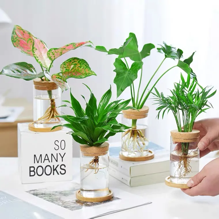 High-quality borosilicate glass Flower jars with perforated cork  for Hydroponic Plants