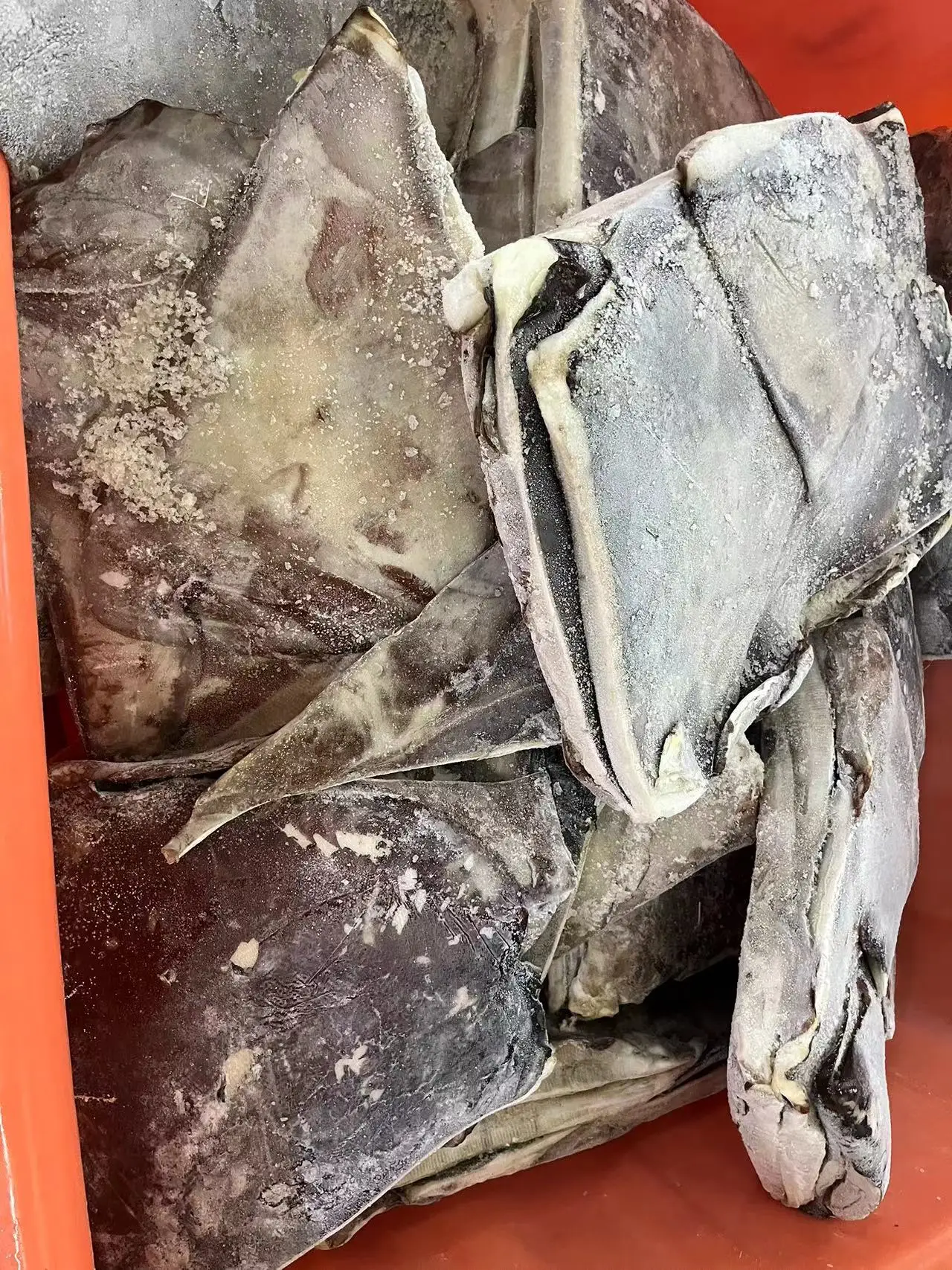 Frozen Giant squid wings skin on dosidicus gigas wings Peru Squid wings with skin