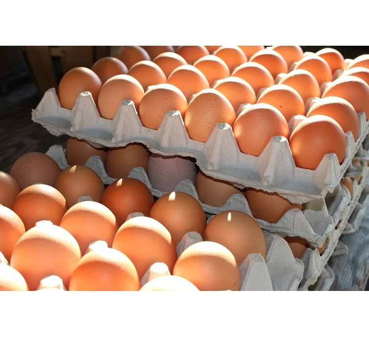 Качественный плимутовый камень, Суссекс, легрон, Род остров красный, слои Buff Orpington инкубационные яйца