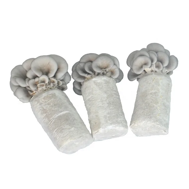 
oyster mushroom mycelium fertilizer bag for fruiting 