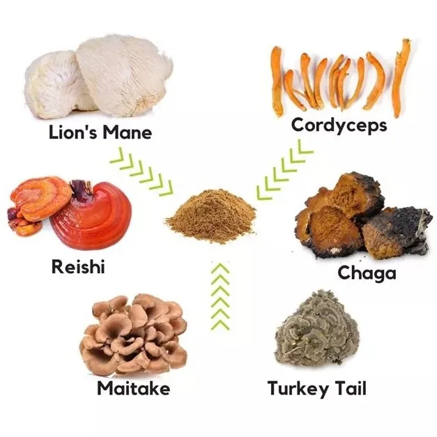 Private Label Top Quality Herbal Mushroom Extract Powder - USDA Organic - Lions Mane, Reishi, Cordyceps, Chaga, Turkey Tail