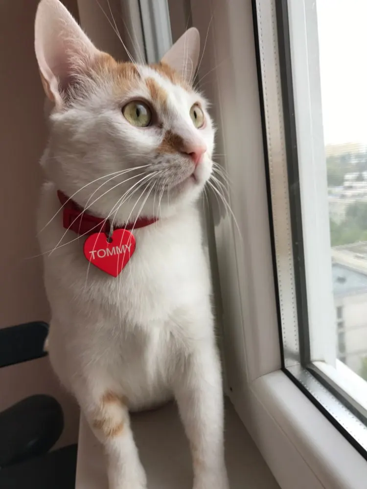 Factory Custom LOGO Dog Collar Personalized Dog ID Tag Cat Collar Dog Name Telephone Pet Product